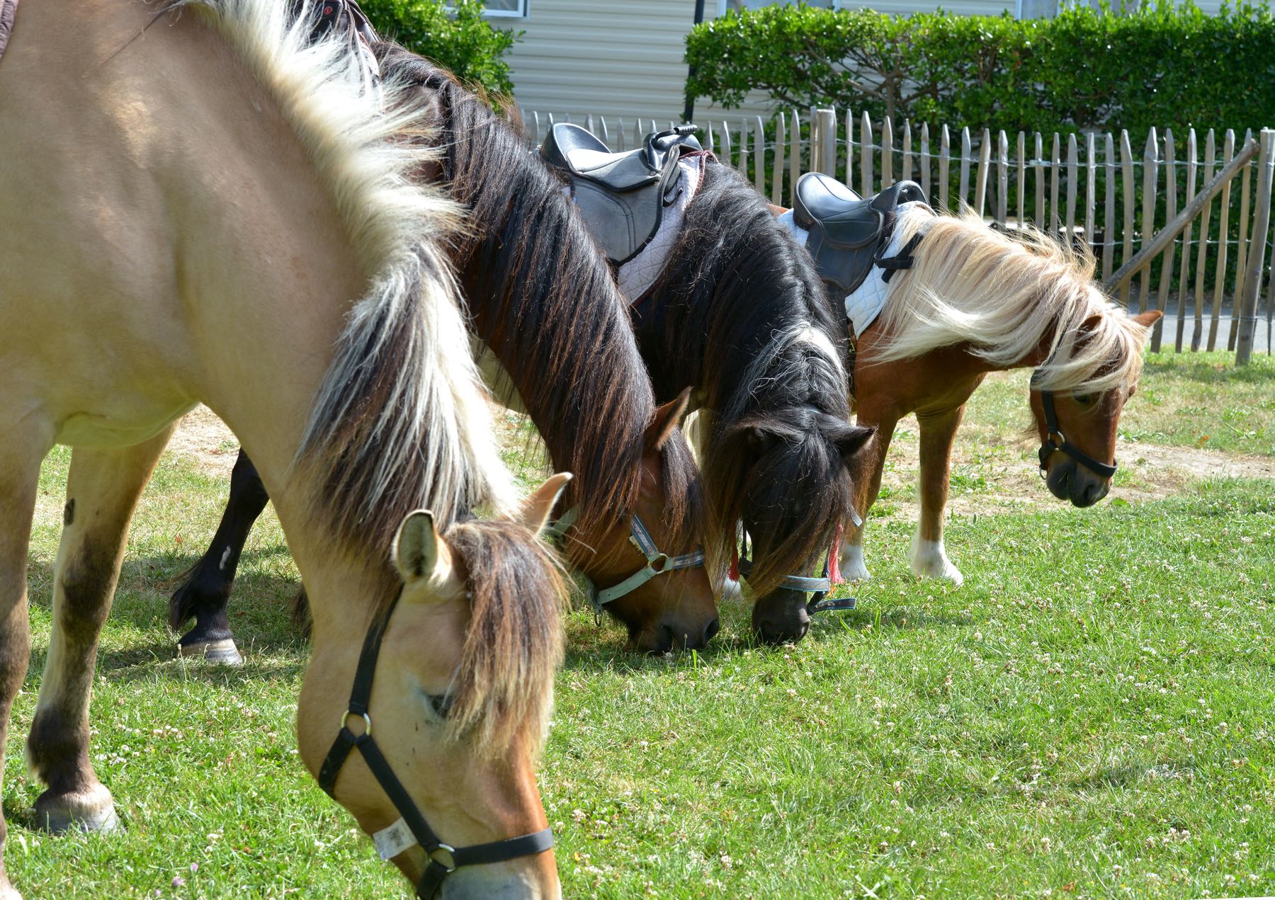 camping-vendee-saint-jean-de-monts-chevaux-Le-Tropicana