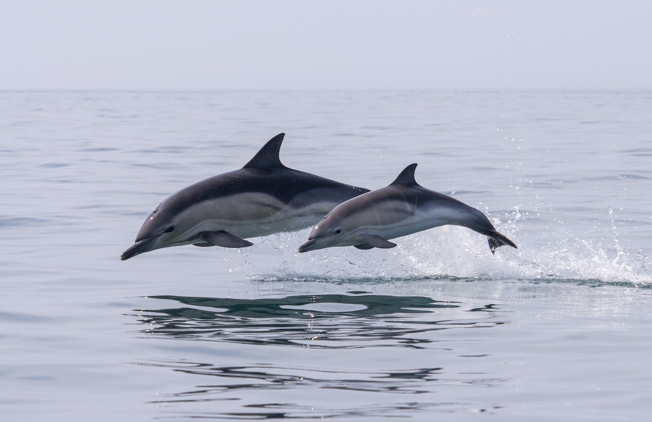 Activités en mer à faire en Vendée | Que faire en Vendée